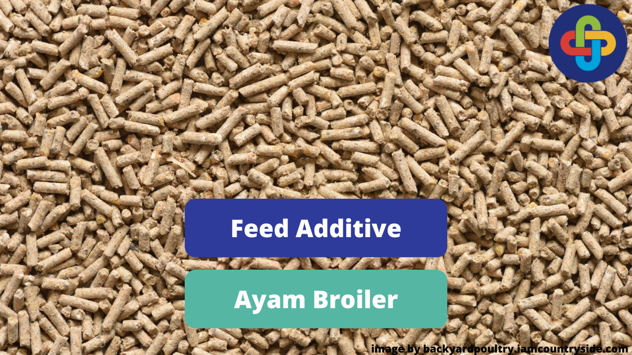 Macam Jenis Feed Additive Ayam Broiler